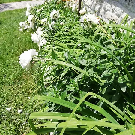 Trifon Zarezan Family Glavatartsi